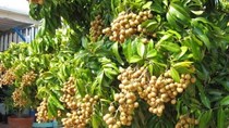 Nhãn lồng miền Bắc sẽ có mặt tại thị trường Mỹ trong tháng 8