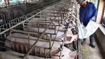 Ngành chăn nuôi trước ngưỡng cửa hội nhập: Giải bài toán về năng suất