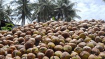 Trái dừa, cau Việt lại lao đao vì tư thương Trung Quốc 