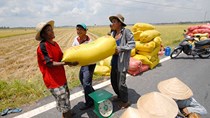 Tuần 3/8-9/8: Giá gạo trong nước tăng nhẹ trở lại