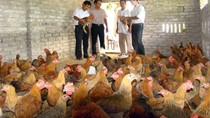 Bộ Nông nghiệp cử cán bộ đi học nuôi gà ở Thái Lan