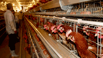 Chi phí sản xuất gà Việt Nam cao nhất Châu Á