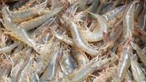 Thị trường cá tra trầm lắng, tôm thẻ chân trắng vẫn ảm đạm