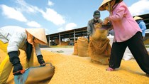 Xuất khẩu gạo sang Trung Quốc giảm nhẹ
