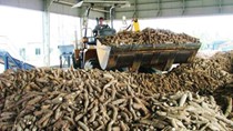 Xuất khẩu nông sản của Việt Nam sụt giảm mạnh 