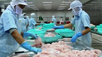 Thị trường thủy sản “chao đảo” vì doanh nghiệp ồ ạt bán nguyên liệu cho Trung Quốc