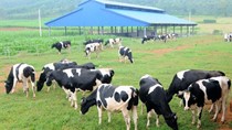 Hanoimilk đầu tư trang trại nuôi bò 360 tỷ đồng tại Mê Linh