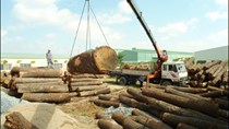 Kim ngạch xuất khẩu gỗ sang Trung Quốc đạt thặng dư 600 triệu USD/năm