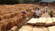 Nghi án doanh nghiệp xuất khẩu gỗ ván bóc sang Trung Quốc trốn thuế 