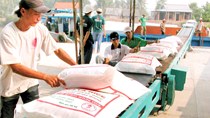 Gạo Thái dần thay thế gạo Việt tại thị trường Trung Quốc