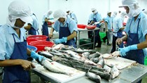 Cá tra Việt Nam bị cá rô phi Trung Quốc “vượt mặt” tại Mexico