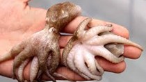 Xuất khẩu mực và bạch tuộc khó phục hồi