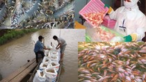 8 tháng xuất khẩu thủy sản sang Mỹ giảm 30%, giá cá tra chạm đáy 