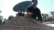 Ấn Độ xả bán tiêu nhiễm bẩn khiến tiêu Việt Nam rớt giá
