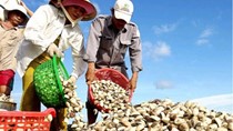 Xuất khẩu nhuyễn thể hai mảnh vỏ dịch chuyển từ EU sang Trung Quốc 