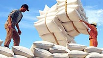 Hiệp hội lương thực: Xuất khẩu gạo sẽ khởi sắc từ quý IV
