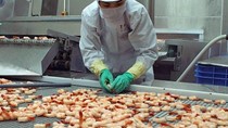 Anh vượt mặt Đức trở thành nước EU nhập khẩu tôm Việt Nam nhiều nhất 