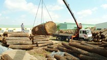 Áp lực tỷ giá, ngành gỗ cần nhiều hơn 500 triệu USD để nhập khẩu