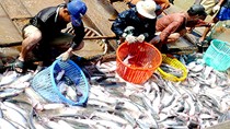 Diện tích cuôi cá tra, tôm thẻ chân trắng giảm mạnh