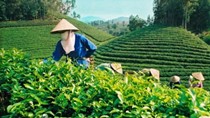 GTN được chọn làm Nhà đầu tư chiến lược của Vinatea