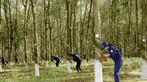 6 tháng 2015, lợi nhuận DN săm lốp tăng, DN cao su thiên nhiên giảm 20%