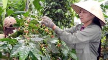 Niên vụ thứ ba mất mùa, sản lượng cà phê có khả năng giảm 20%