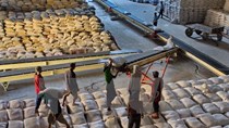 Xuất khẩu gạo tiếp tục giảm mạnh so với cùng kỳ năm 2014