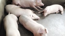 Sử dụng chất cấm chăn nuôi heo, bị xử phạt 60 triệu đồng