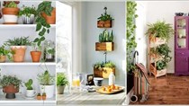 10 ý tưởng tinh tế để đưa cây xanh vào trong ngôi nhà của bạn