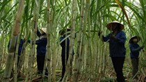 SEC: Hủy niêm yết từ 29/9 để chuẩn bị sáp nhập với SBT