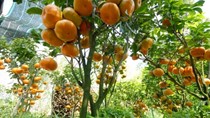 Những chậu cảnh 'hàng độc' cho Tết Đinh Dậu