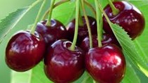 Trung Quốc nhà nhập khẩu hàng đầu quả anh đào của Chile