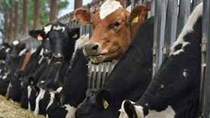 Giá bán gia súc sống của Australia giảm mạnh tại Việt Nam