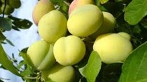 Mận cơm Lạng Sơn được giá
