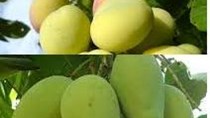 TT rau quả ngày 4/5/2016: mận cơm Lạng Sơn được giá