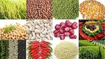 Thông tin thị trường nông sản ngày 24/6
