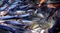 Sản lượng khai thác thủy sản đạt khá, nhưng tiêu thụ yếu