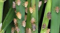 Dự báo sâu bệnh tổng hợp trong tuần (18.07.2016)