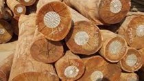 Kim ngạch xuất khẩu gỗ tăng và dự báo 