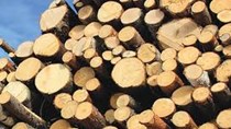 Kim ngạch nhập khẩu gỗ và sản phẩm giảm tháng thứ hai liên tiếp