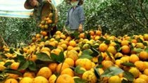 Cam đầu mùa: Giá giảm mạnh 