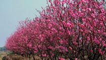 Sôi động thị trường hoa cây cảnh sẵn sàng phục vụ Tết Nguyên đán
