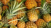 Giá dứa đã tăng trở lại