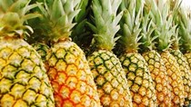 Giá dứa giảm mạnh 