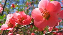 TT hoa cây cảnh những ngày sắp Tết: Sôi động trên khắp cả nước 