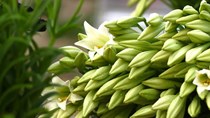 TT hoa, cây cảnh: Giá hoa loa kèn tăng hơn 30% so với thời điểm năm ngoái 