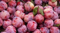 Mận hậu chính vụ, cung dồi dào giá cao 