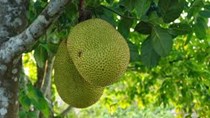 Giá mít Thái siêu sớm ở ĐBSCL tăng kỷ lục, nhà vườn bội thu 