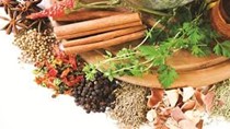 Nguyên phụ liệu dược phẩm được nhập nhiều từ thị trường Trung Quốc 