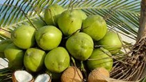 Dừa tươi 20.000 đồng một trái vẫn đắt như ‘tôm tươi’ 